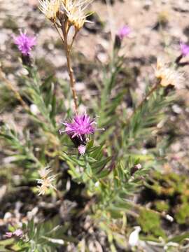 Image of Saussurea salicifolia (L.) DC.