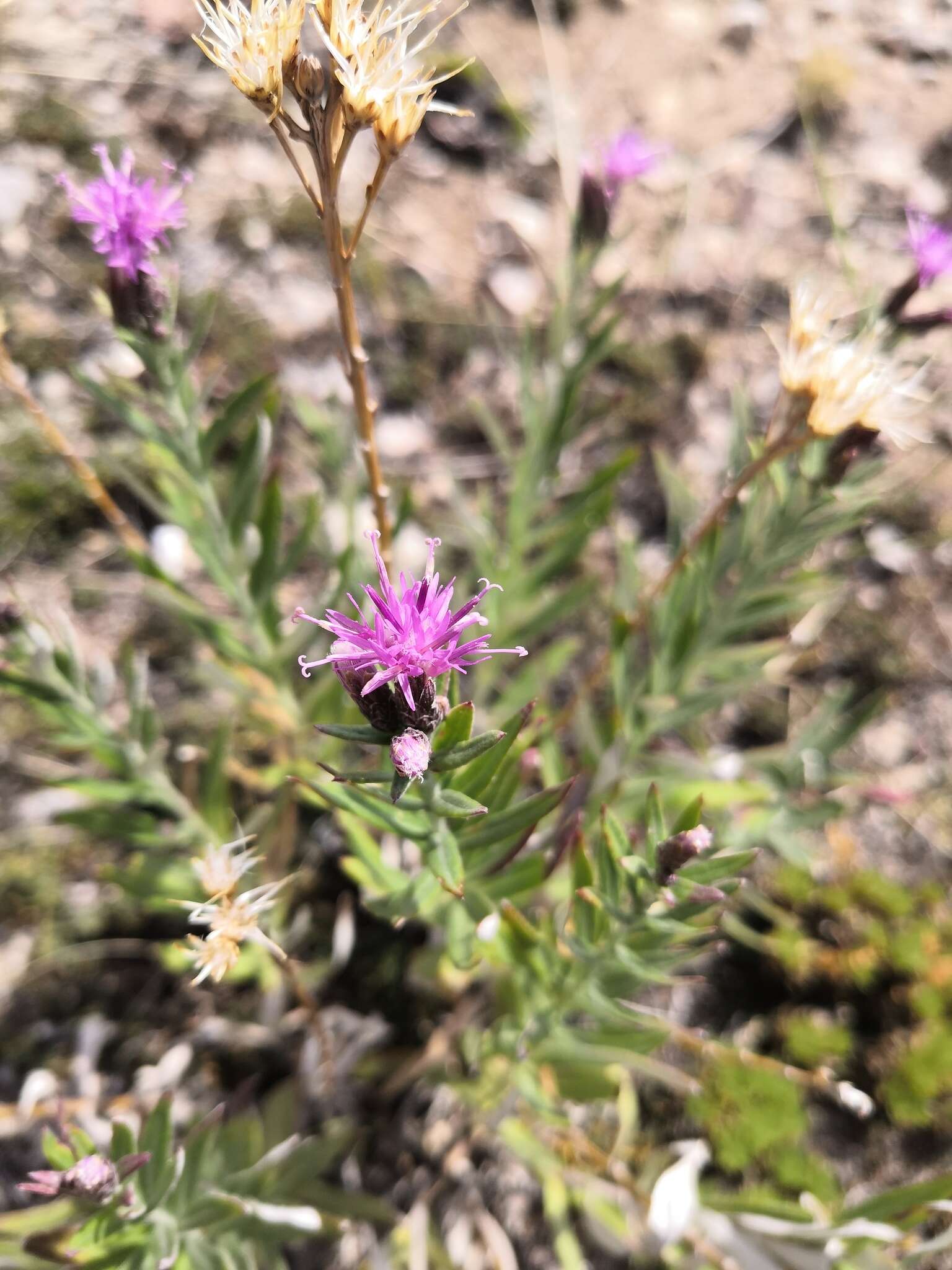 Image of Saussurea salicifolia (L.) DC.