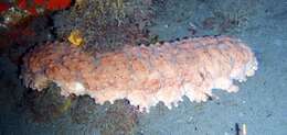 Image of Three-rowed Sea Cucumber