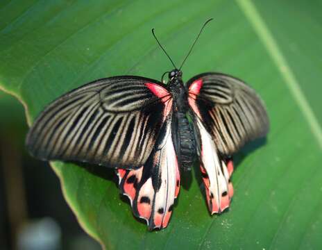 Image of Papilio deiphobus Linnaeus 1758