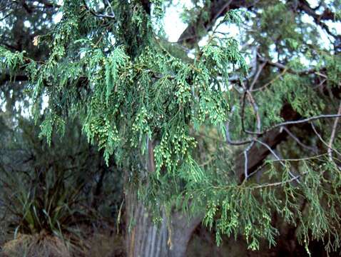 Image of Drooping Juniper