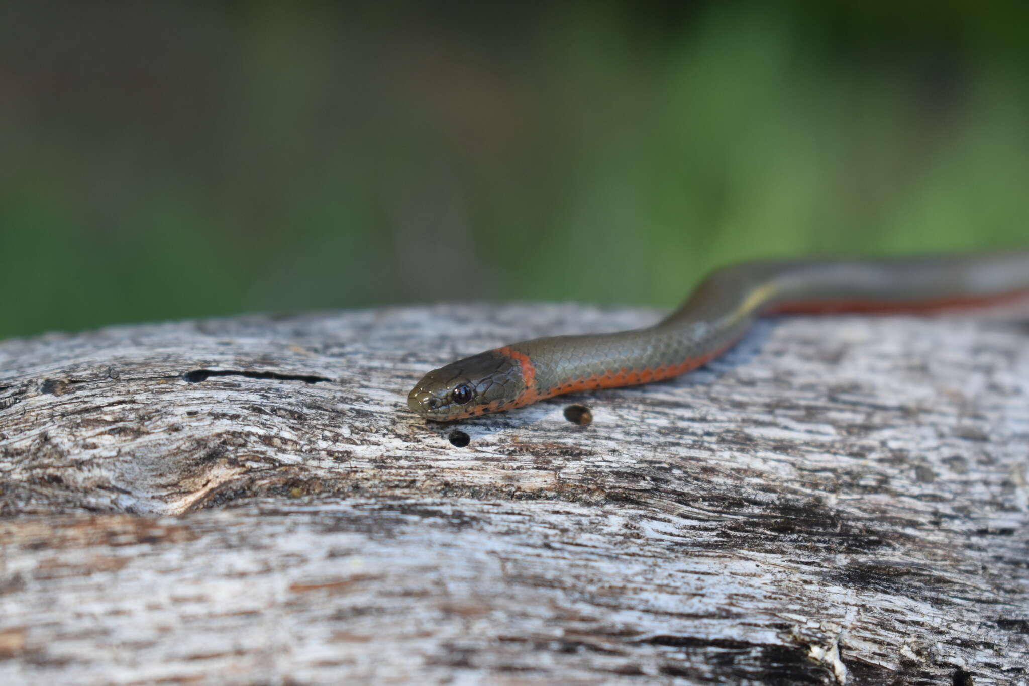 Image of Diadophis punctatus vandenburgii Blanchard 1923