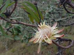 Image of Protea petiolaris (Engl. ex Hiern) Welw.