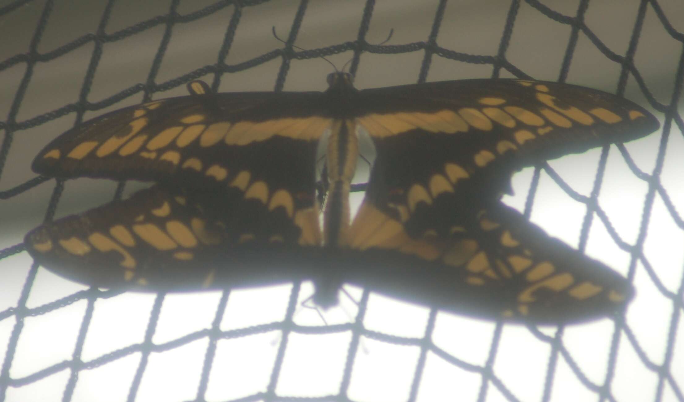 Sivun Papilio thoas Linnaeus 1771 kuva