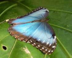 Image of Morpho peleides Kollar 1850