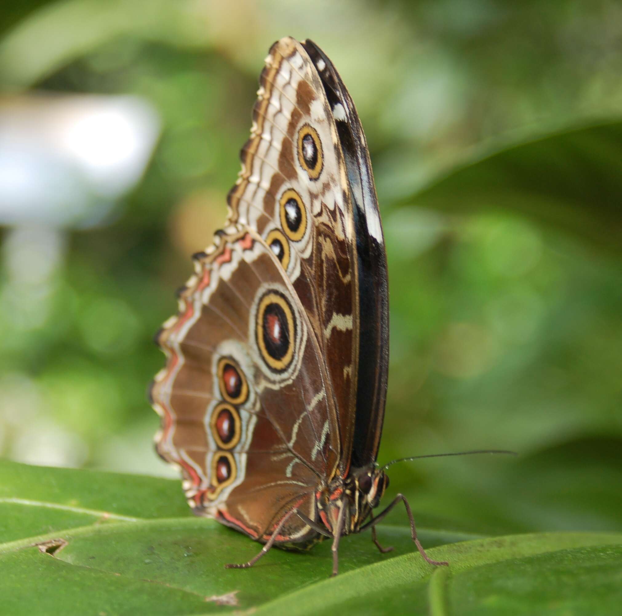 Plancia ëd Morpho peleides Kollar 1850