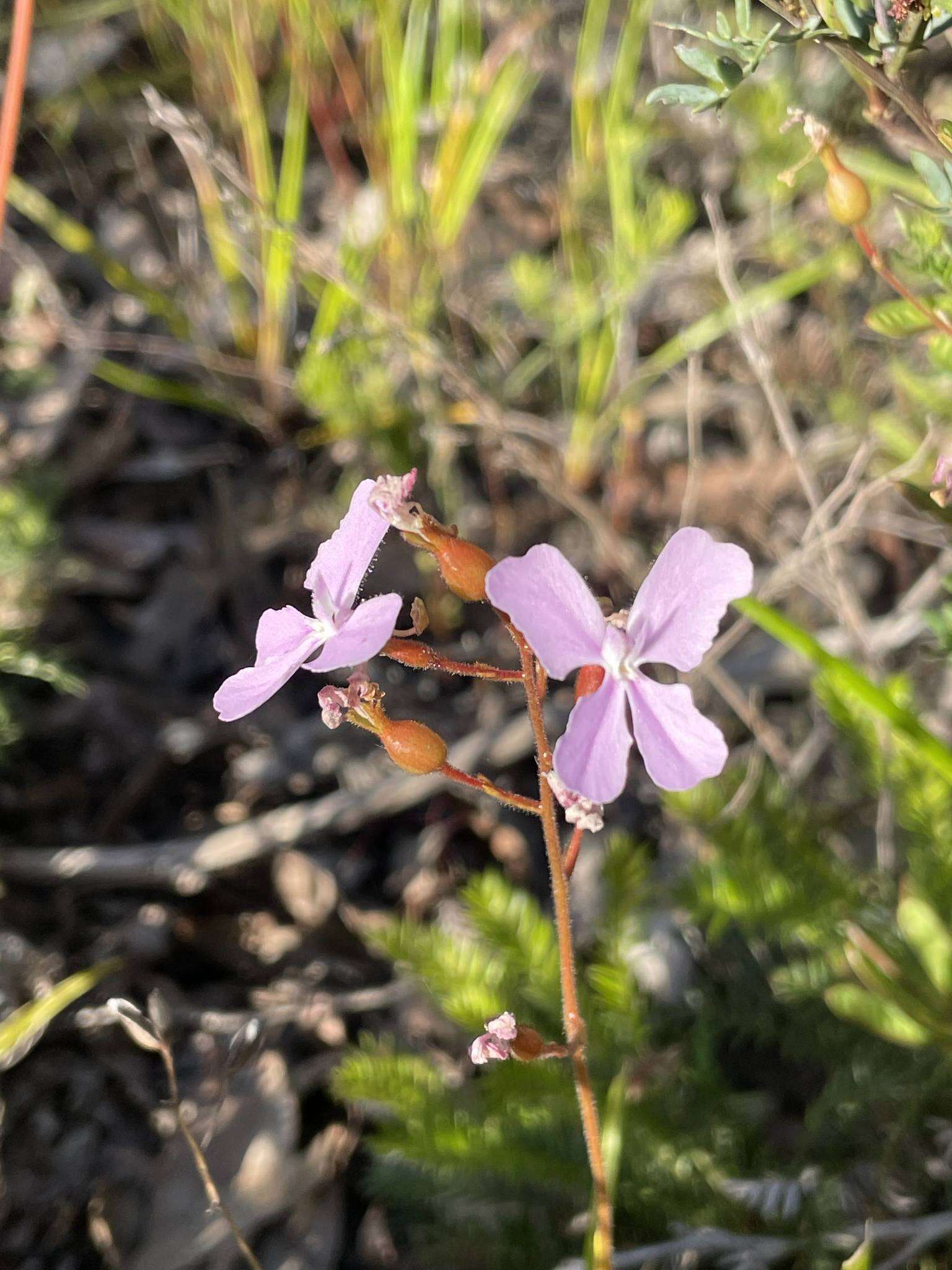 Image of Stylidium affine Sonder