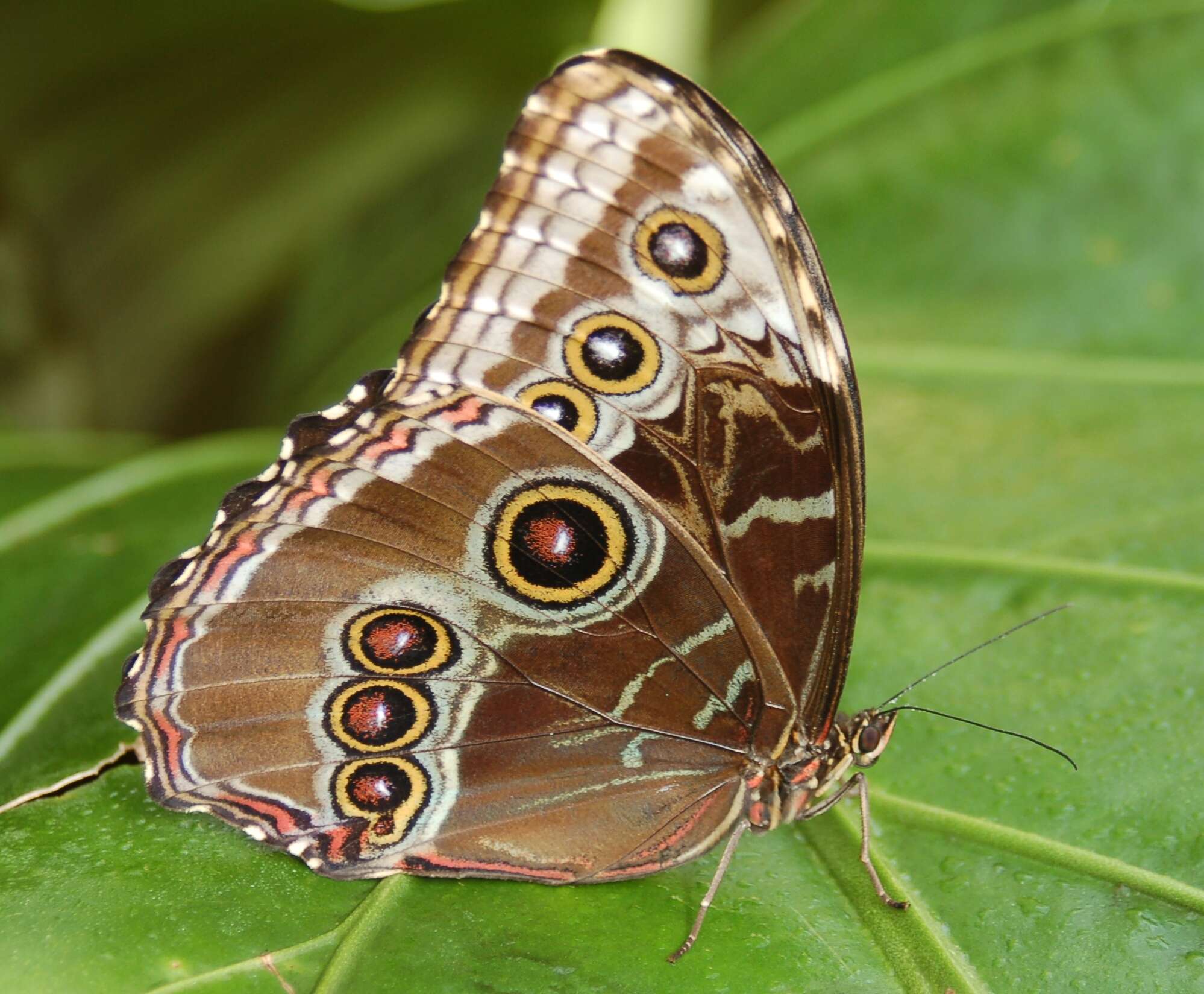 Image of Morpho peleides Kollar 1850