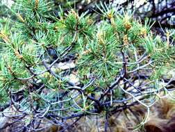 Pinus cembroides Zucc. resmi