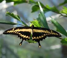 Image of Thoas Swallowtail