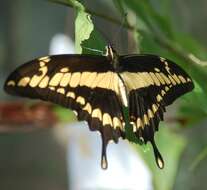 Image of Thoas Swallowtail