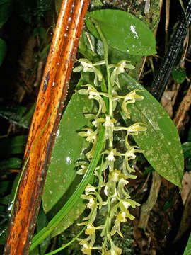 Image of Gomesa planifolia (Lindl.) Klotzsch ex Rchb. fil.