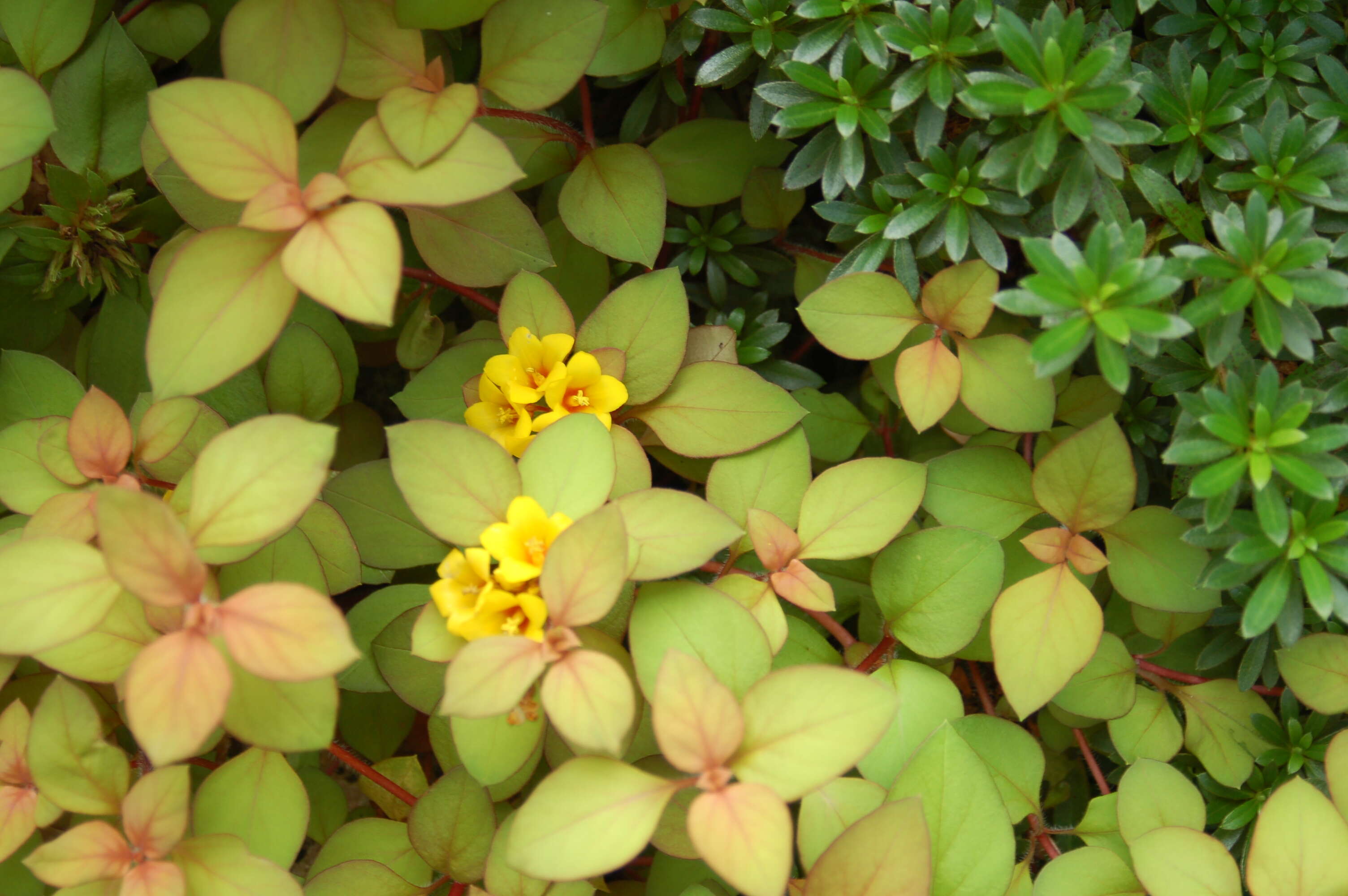 Image of yellow loosestrife