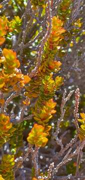 Image of Epacris alpina Hook. fil.