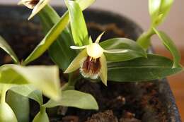 Image of Brown Rock Orchid