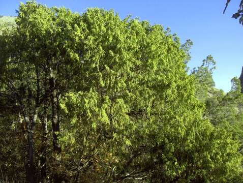 Image of Drooping Juniper