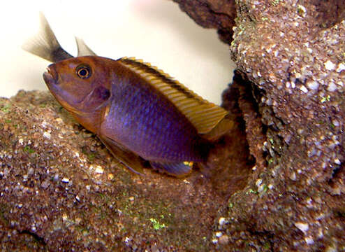 Image of Iodotropheus