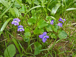 Image of common blue violet