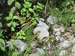 Image of Thamnophis atratus zaxanthus Boundy 1999