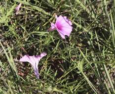 Ipomoea leptophylla Torr.的圖片