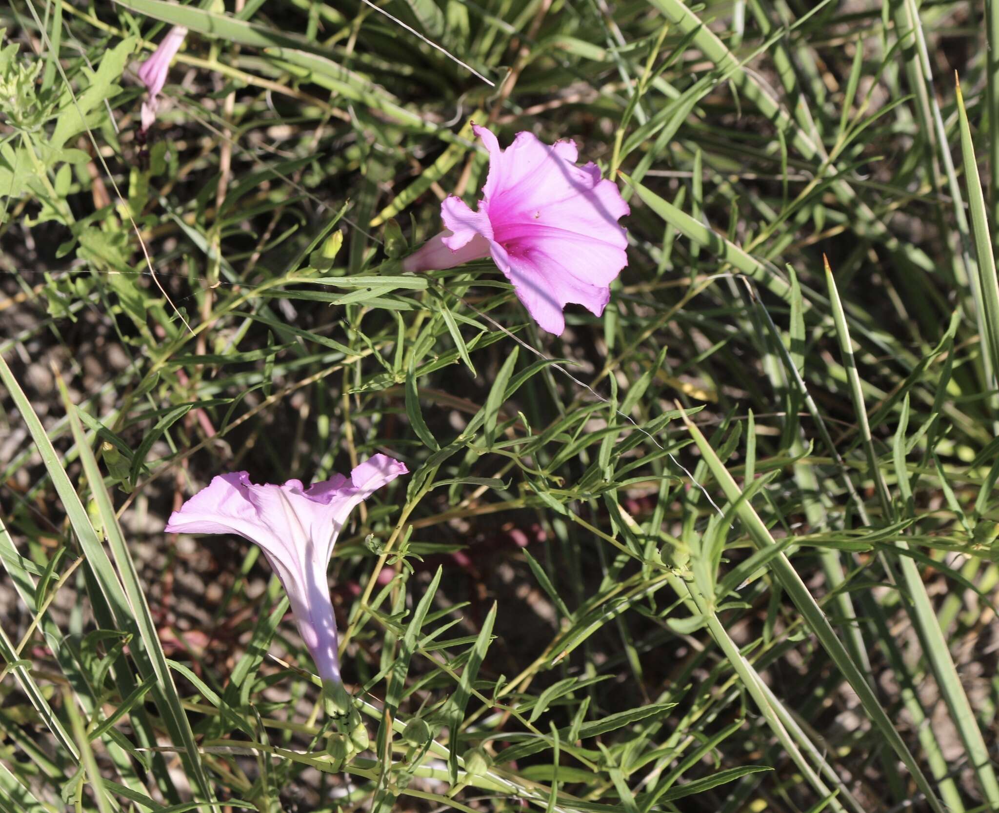 Ipomoea leptophylla Torr.的圖片