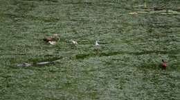 Image of Common Caiman