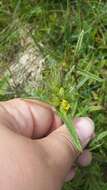 Image of Yellow rattle