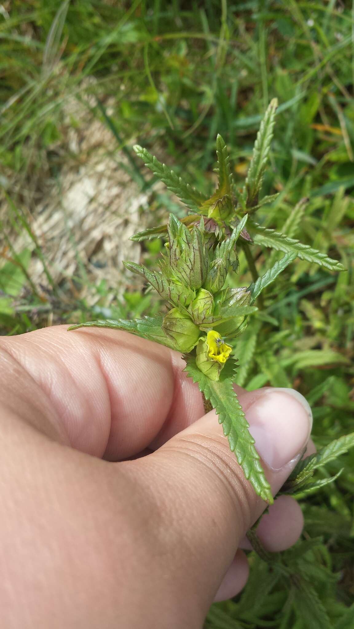 Plancia ëd Rhinanthus minor L.