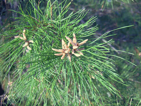 Image of sand pine