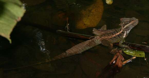 Image of Common Basilisk