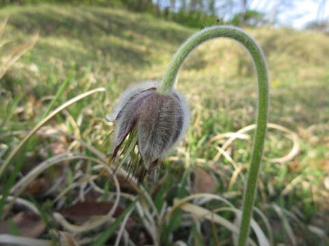 Image of narrow-leaf pasque-flower