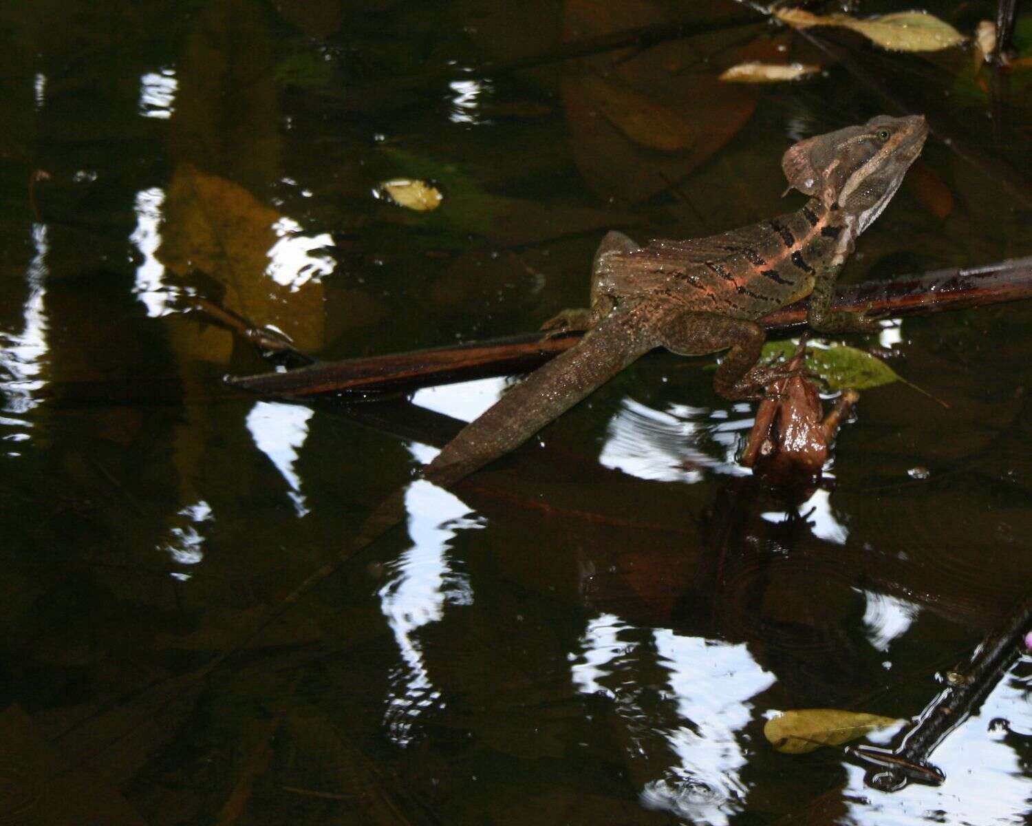 Image of Common Basilisk