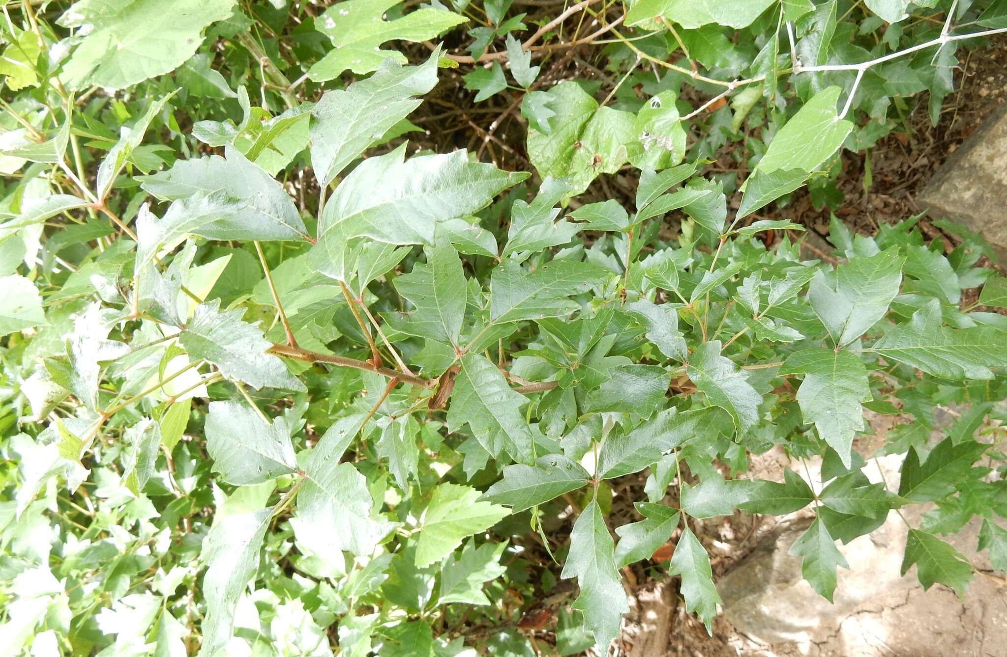 Image of eastern poison ivy