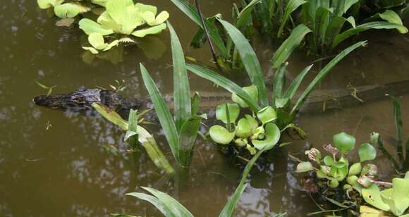 Image of Common Caiman