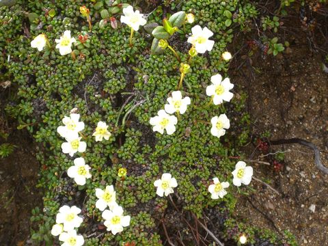 Image of pincushion plant