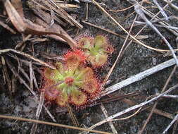 Image of <i>Drosera burmanni</i>