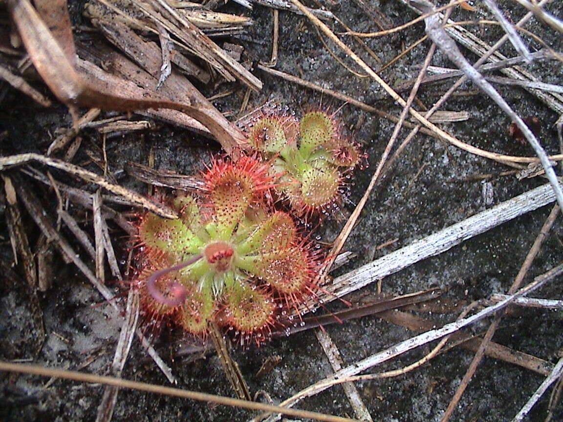 Image of <i>Drosera burmanni</i>