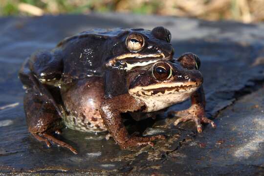 Image of Wood Frog