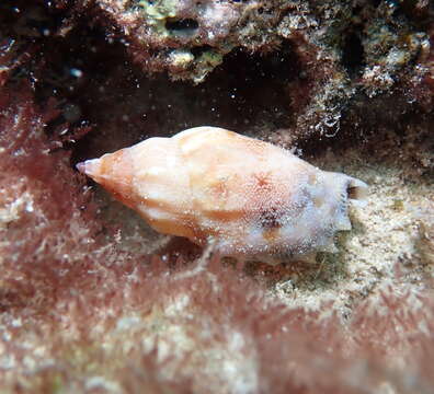 Image of green hermit crab