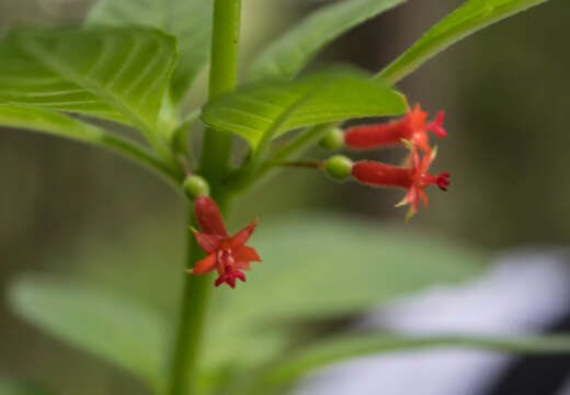 Image of Fuchsia parviflora Lindl.