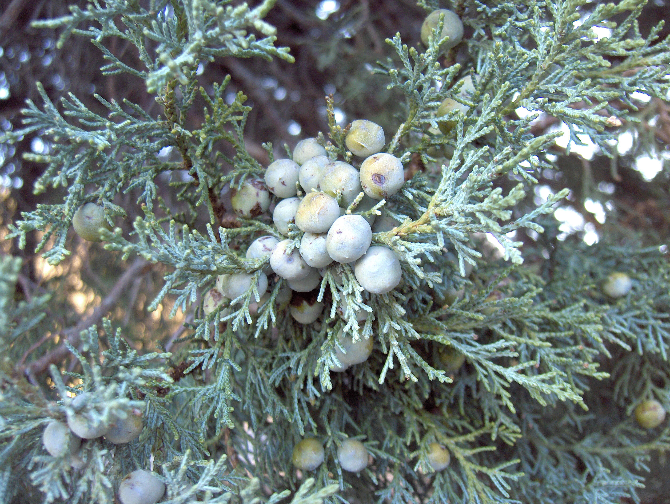 Juniperus deppeana Steud. resmi