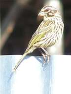 Image of Streaky Seedeater