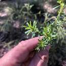 Image of Pultenaea microphylla DC.