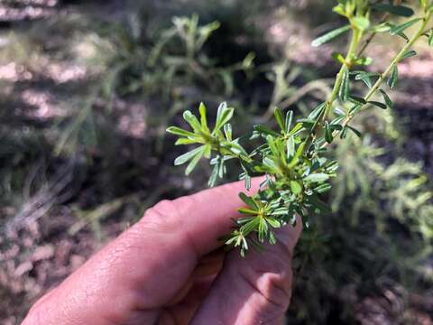 Слика од Pultenaea microphylla DC.