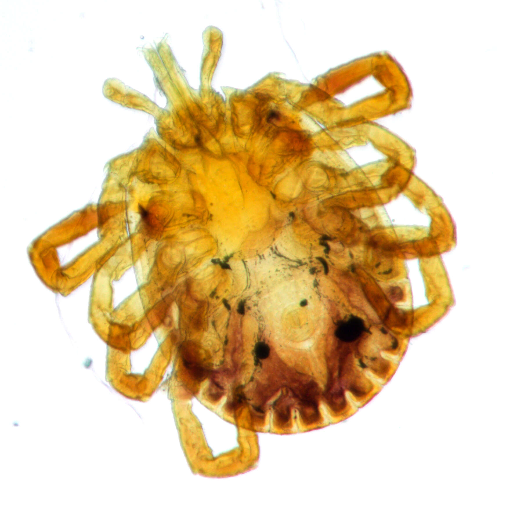 Image of Cayenne tick