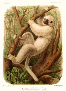 Image of Diadem Sifaka