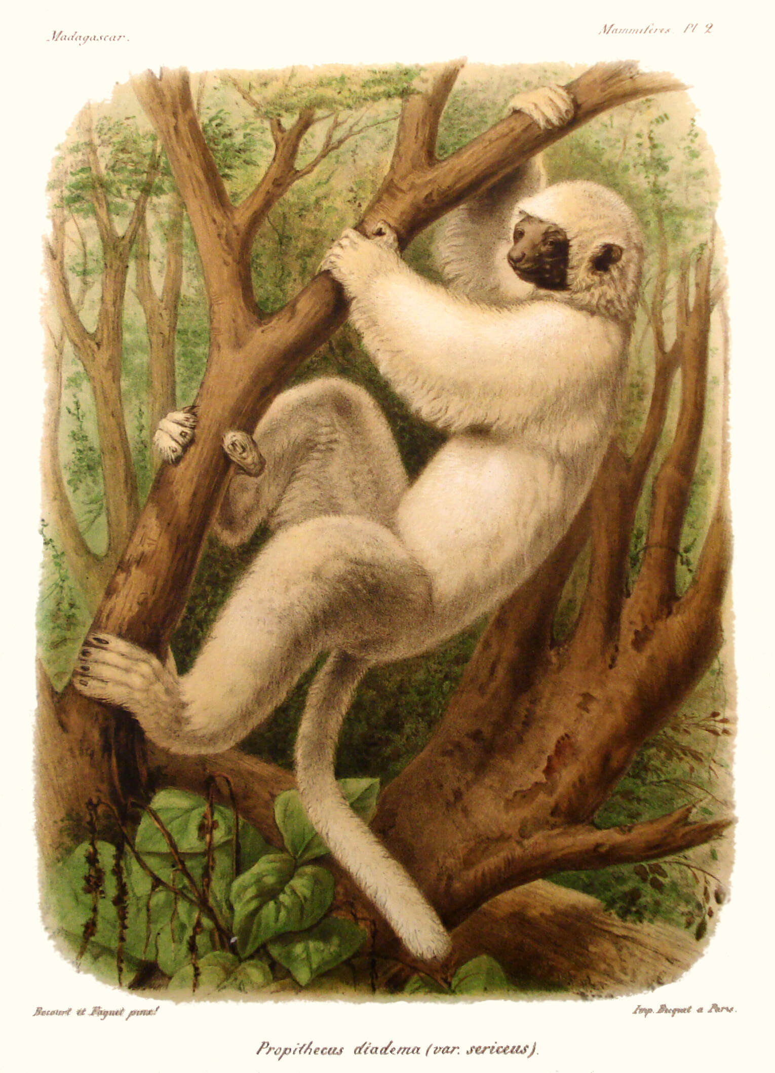 Imagem de Propithecus diadema Bennett 1832