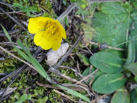 Image of Geum sylvaticum Pourret