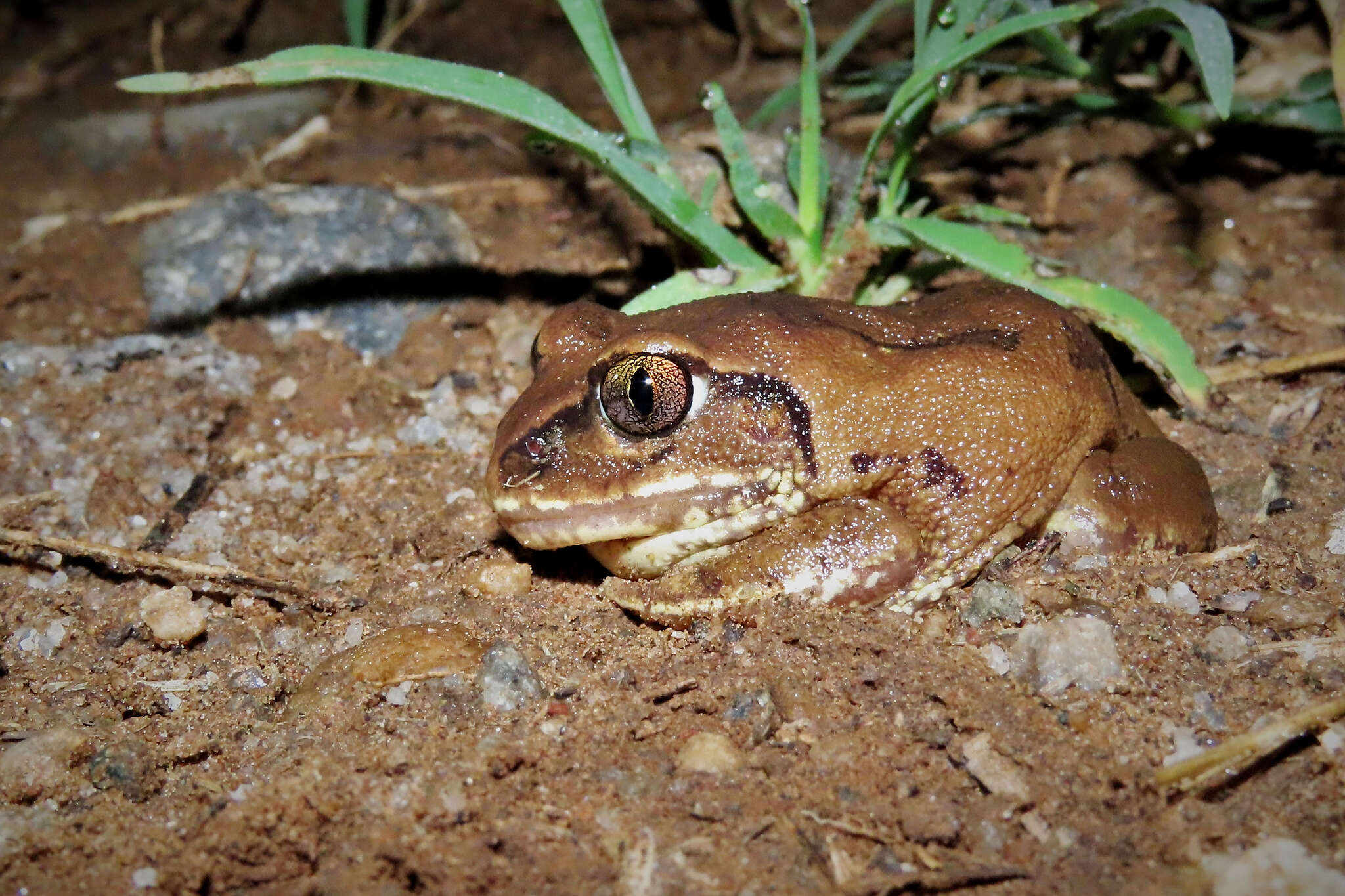 Image of horseshoe forest treefrog