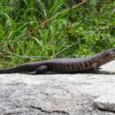 Image of Giant Plated Lizard